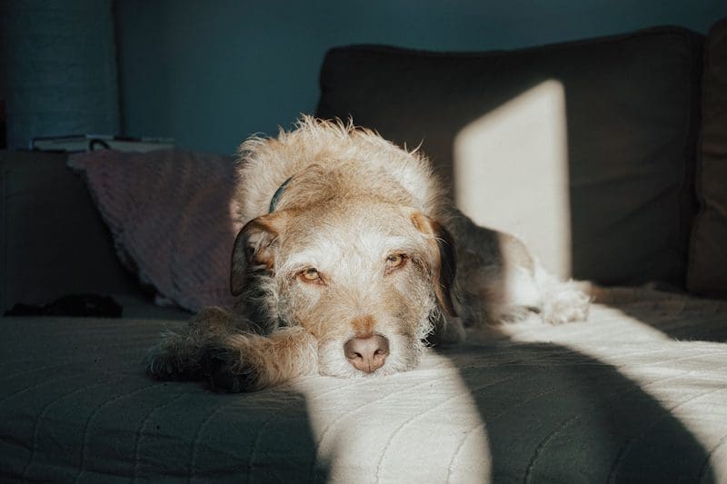 Dog Lying On Couch